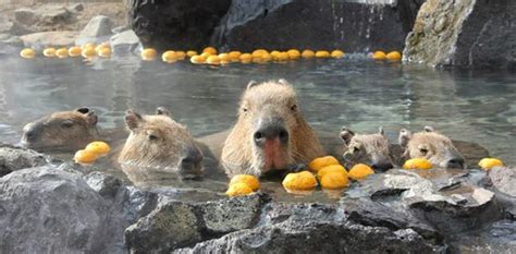 上野動物園 駐車場 おすすめ そして、なぜカピバラは温泉が好きなのか？